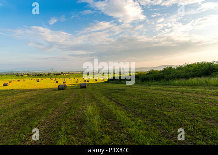 Weizen Ballen auf der im Frühling abgelegt Stockfoto