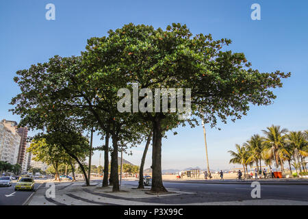 RiO DE JANEIRO, RJ - 29.06.2016: AMENDOEIRA ÁRVORE DE PRAIA - É muito comum por todo o Brasil, especialmente na Região Nordeste, Pois gosta do Calor para se Desenvolver. Também é extremamente comum em Regiões praianas. Em Santos, no Estado de São Paulo, seu fruto é conhecido Como cuca. No Estado do Espírito Santo, os Frutos de São chamados castanhas e ein árvore é conhecida Como castanheira, ou popularmente, Sete copas. Tem ein Copa bastante Larga, fornecendo bastante Sombra. (Foto: André Horta/Fotoarena) Stockfoto