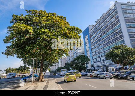 RiO DE JANEIRO, RJ - 29.06.2016: AMENDOEIRA ÁRVORE DE PRAIA - É muito comum por todo o Brasil, especialmente na Região Nordeste, Pois gosta do Calor para se Desenvolver. Também é extremamente comum em Regiões praianas. Em Santos, no Estado de São Paulo, seu fruto é conhecido Como cuca. No Estado do Espírito Santo, os Frutos de São chamados castanhas e ein árvore é conhecida Como castanheira, ou popularmente, Sete copas. Tem ein Copa bastante Larga, fornecendo bastante Sombra. (Foto: André Horta/Fotoarena) Stockfoto