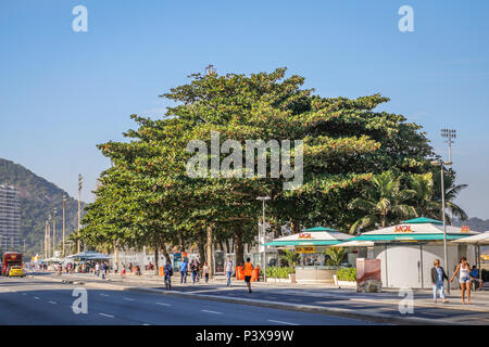 RiO DE JANEIRO, RJ - 29.06.2016: AMENDOEIRA ÁRVORE DE PRAIA - É muito comum por todo o Brasil, especialmente na Região Nordeste, Pois gosta do Calor para se Desenvolver. Também é extremamente comum em Regiões praianas. Em Santos, no Estado de São Paulo, seu fruto é conhecido Como cuca. No Estado do Espírito Santo, os Frutos de São chamados castanhas e ein árvore é conhecida Como castanheira, ou popularmente, Sete copas. Tem ein Copa bastante Larga, fornecendo bastante Sombra. (Foto: André Horta/Fotoarena) Stockfoto