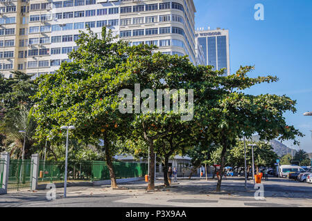 RiO DE JANEIRO, RJ - 29.06.2016: AMENDOEIRA ÁRVORE DE PRAIA - É muito comum por todo o Brasil, especialmente na Região Nordeste, Pois gosta do Calor para se Desenvolver. Também é extremamente comum em Regiões praianas. Em Santos, no Estado de São Paulo, seu fruto é conhecido Como cuca. No Estado do Espírito Santo, os Frutos de São chamados castanhas e ein árvore é conhecida Como castanheira, ou popularmente, Sete copas. Tem ein Copa bastante Larga, fornecendo bastante Sombra. (Foto: André Horta/Fotoarena) Stockfoto