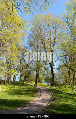 Gepflasterter Weg führt bergauf durch Linden in der Deer Park in Tallinn, Estland Stockfoto