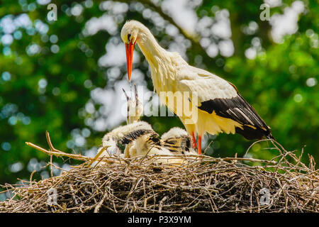 Weißstörche (Ciconia ciconia), Küken, Wasser zu trinken, Schweiz. Stockfoto