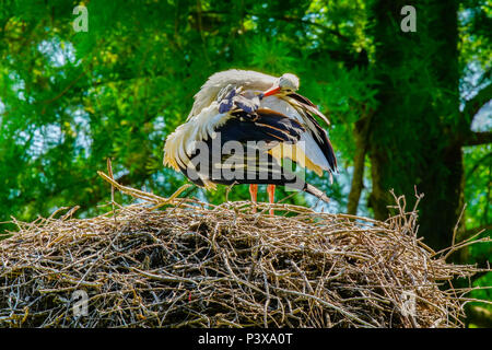 Weißstörche (Ciconia ciconia) Reinigung seine Federn, Schweiz. Stockfoto