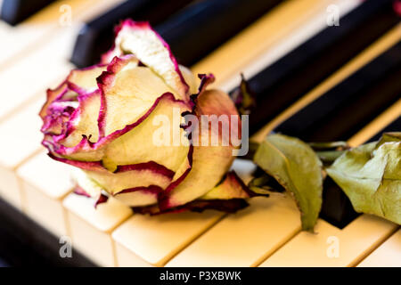 Piano keys mit trockener Rose. Die Idee, das Konzept für die Liebe zur Musik, der Komponist, musikalischer Inspiration. Stockfoto