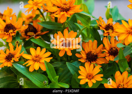 Eine Nahaufnahme von einige bunte Gänseblümchen Stockfoto