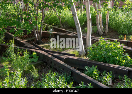 Alten, verlassenen Eisenbahn Kreuzung und Silver Birch in der High Line Park in New York City Stockfoto