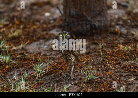 Tecolote llanero. Athene cunicularia. Lechuza pequeña y de Patas largas que se encuentra en todos los paisajes abiertos de América Latina. El Tecolote Stockfoto