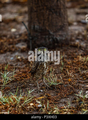 Tecolote llanero. Athene cunicularia. Lechuza pequeña y de Patas largas que se encuentra en todos los paisajes abiertos de América Latina. El Tecolote Stockfoto