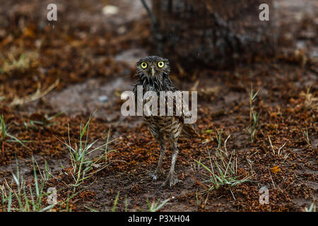 Tecolote llanero. Athene cunicularia. Lechuza pequeña y de Patas largas que se encuentra en todos los paisajes abiertos de América Latina. El Tecolote Stockfoto