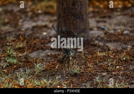 Tecolote llanero. Athene cunicularia. Lechuza pequeña y de Patas largas que se encuentra en todos los paisajes abiertos de América Latina. El Tecolote Stockfoto