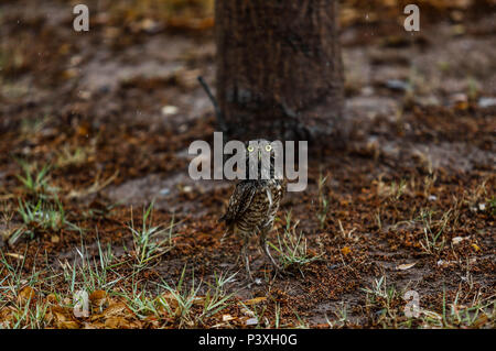 Tecolote llanero. Athene cunicularia. Lechuza pequeña y de Patas largas que se encuentra en todos los paisajes abiertos de América Latina. El Tecolote Stockfoto