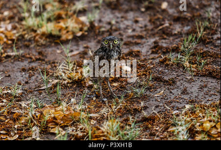 Tecolote llanero. Athene cunicularia. Lechuza pequeña y de Patas largas que se encuentra en todos los paisajes abiertos de América Latina. El Tecolote Stockfoto