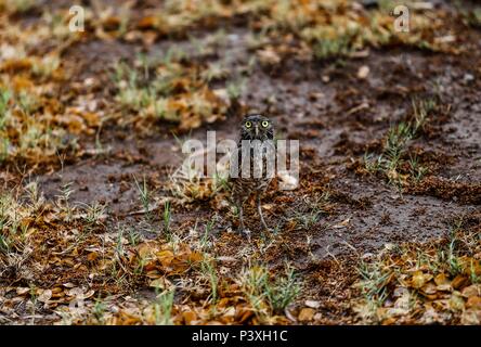 Tecolote llanero. Athene cunicularia. Lechuza pequeña y de Patas largas que se encuentra en todos los paisajes abiertos de América Latina. El Tecolote Stockfoto