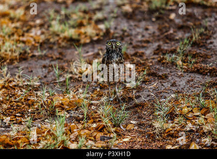 Tecolote llanero. Athene cunicularia. Lechuza pequeña y de Patas largas que se encuentra en todos los paisajes abiertos de América Latina. El Tecolote Stockfoto