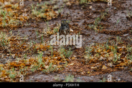 Tecolote llanero. Athene cunicularia. Lechuza pequeña y de Patas largas que se encuentra en todos los paisajes abiertos de América Latina. El Tecolote Stockfoto