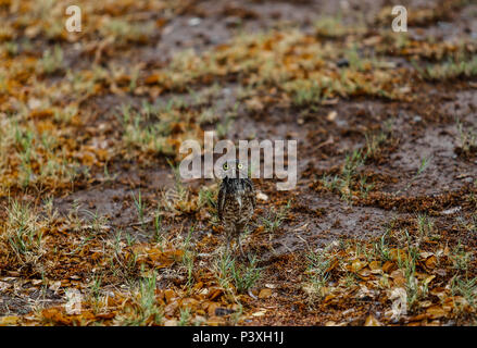 Tecolote llanero. Athene cunicularia. Lechuza pequeña y de Patas largas que se encuentra en todos los paisajes abiertos de América Latina. El Tecolote Stockfoto
