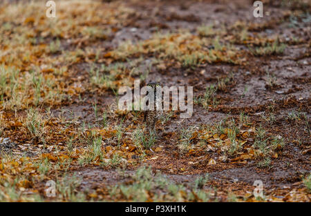 Tecolote llanero. Athene cunicularia. Lechuza pequeña y de Patas largas que se encuentra en todos los paisajes abiertos de América Latina. El Tecolote Stockfoto