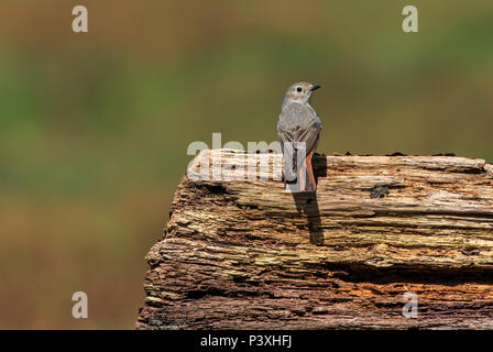Eine gemeinsame redstart Weibchen auf ein totes Holz Barsch Stockfoto