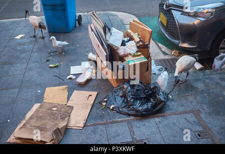 Australian White Ibis Kommissionierung durch eine schwarze Müll Beutel auf dem Bürgersteig neben einem Stapel von Kartons und ein Auto auf der Suche nach Essen in Sydney Stockfoto