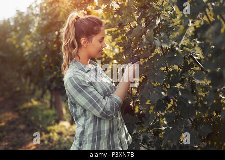 Glückliche Frau im Weinberg Trauben prüfen Stockfoto