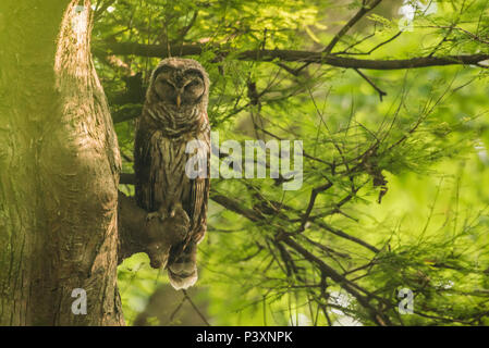 Eine junge Verjähren in Owl (Strix varia) in seiner tagsüber Roost, versteckt in einem Cypress Swamp und auf einem der Zypressen thront. Stockfoto