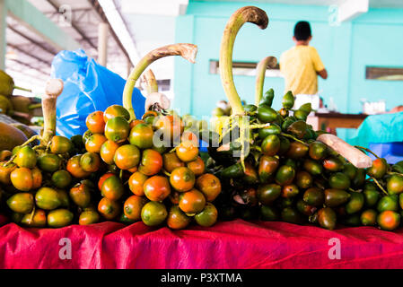 Pupunha, pupunha-verde-Amarela, Bactris gasipaes, fruta Regionale da regi o amazônica, durante Feira de Produtos regionais em Iranduba/bin. Stockfoto