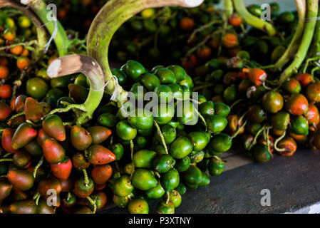 Pupunha, pupunha-verde-Amarela, Bactris gasipaes, fruta Regionale da regi o amazônica, durante Feira de Produtos regionais em Iranduba/bin. Stockfoto