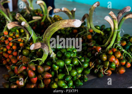 Pupunha, pupunha-verde-Amarela, Bactris gasipaes, fruta Regionale da regi o amazônica, durante Feira de Produtos regionais em Iranduba/bin. Stockfoto