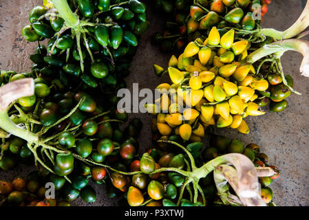 Pupunha, pupunha-verde-Amarela, Bactris gasipaes, fruta Regionale da regi o amazônica, durante Feira de Produtos regionais em Iranduba/bin. Stockfoto