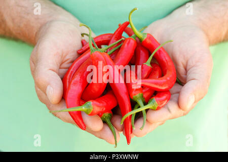 Red Hot Chili. Stockfoto