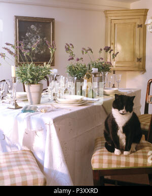 Schwarz-weiße Katze sitzt auf Stuhl neben den Tisch für das Mittagessen mit weißem Leinen und Töpfe von Lavendel set Stockfoto