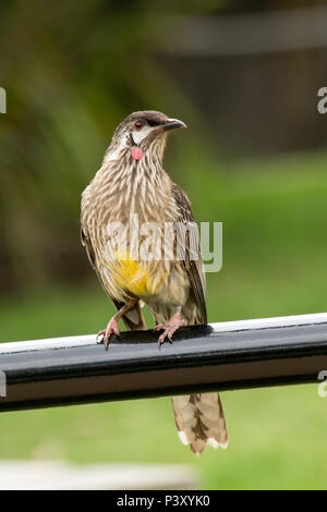 Red wattlebird in der Wüste in Australien. Stockfoto