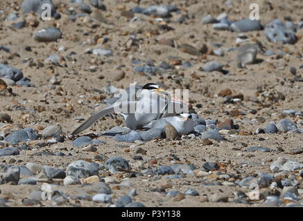 Zwergseeschwalbe (Sternula aibifrons Albifrons) Paar Paarung, Austausch von Sandaal Eccles-on-Sea, Norfolk Juni Stockfoto