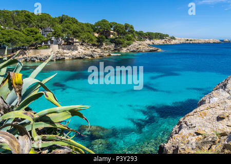 Mallorca, Aloe Vera Pflanze mit perfekter türkis Cala Gat Strand im Sommer Stockfoto