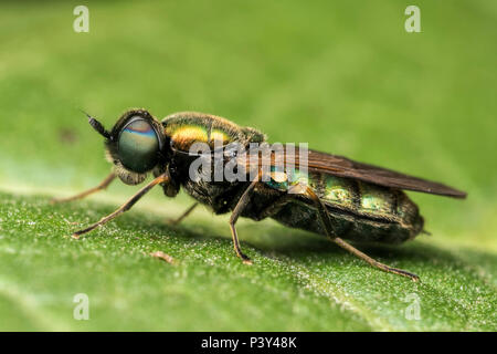 Breite Centurian Soldat fliegen (Chloromyia formosa) ruht auf Blatt. Tipperary, Irland Stockfoto
