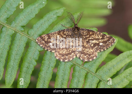 Gemeinsame Heide Motte (Ematurga atomaria männlich) ruht auf Bracken. Tipperary, Irland Stockfoto