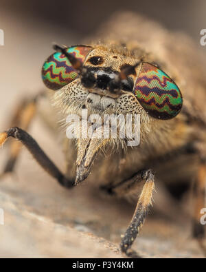 Kerbe - gehörnte Cleg pferdebremse Weiblich (Haematopota pluvialis) in der Nähe der Augen. Tipperary, Irland Stockfoto