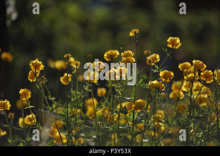Globeflowers auf grünen Blumenbeet Stockfoto