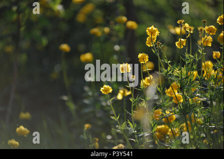 Globeflowers auf grünen Blumenbeet Stockfoto