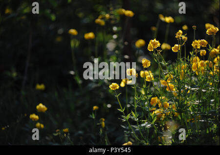 Globeflowers auf grünen Blumenbeet Stockfoto