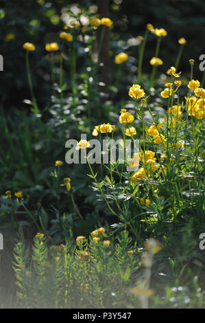 Globeflowers auf grünen Blumenbeet Stockfoto