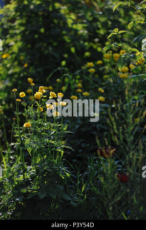 Globeflowers auf grünen Blumenbeet Stockfoto
