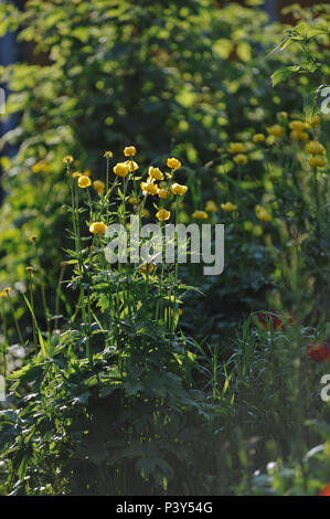 Globeflowers auf grünen Blumenbeet Stockfoto