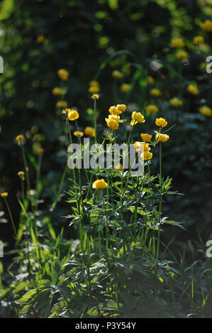 Globeflowers auf grünen Blumenbeet Stockfoto