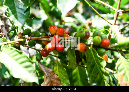 Pé de Café. Nome científico: Caffea Arabica L. Stockfoto