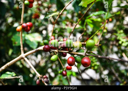 Pé de Café. Nome científico: Caffea Arabica L. Stockfoto
