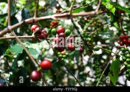 Pé de Café. Nome científico: Caffea Arabica L. Stockfoto