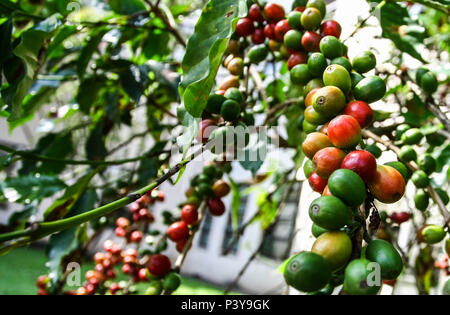 Pé de Café. Nome científico: Caffea Arabica L. Stockfoto