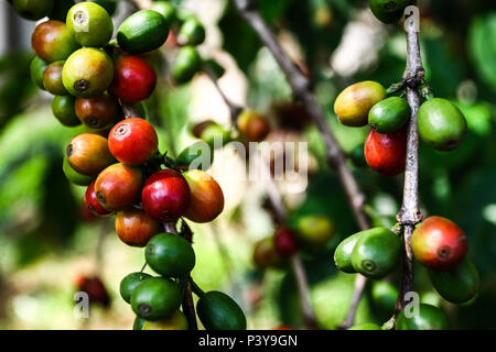 Pé de Café. Nome científico: Caffea Arabica L. Stockfoto